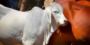 AWE-Studie: Milch- und Fleischwirtschaft in Afrika