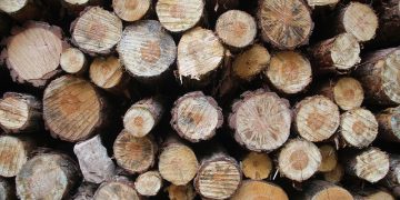 EU – Honduras: Abkommen gegen illegalen Holzeinschlag