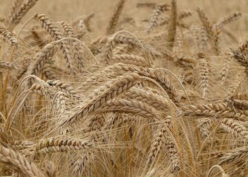 Ukraine und Russland liefern fast ein Drittel des Weizens weltweit ￼